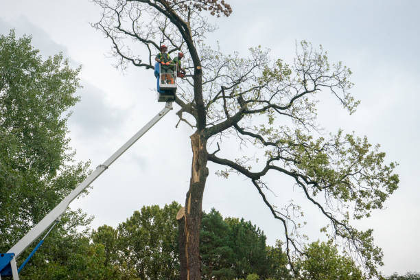 Professional Tree Services in Wade Hampton, SC